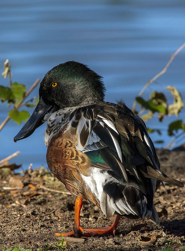 Northern Shoveler  Anas clypeata,Fall,Geotagged,Northern Shoveler,United States