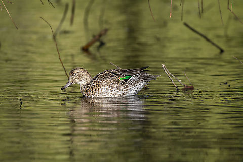 Green-Winged Teal Female  Anas carolinensis,Fall,Geotagged,Green-winged teal,United States