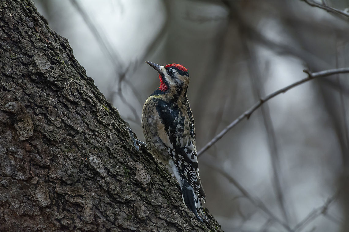 Yellow-belled Sapsucker  Fall,Geotagged,Sphyrapicus varius,United States,Yellow-bellied sapsucker