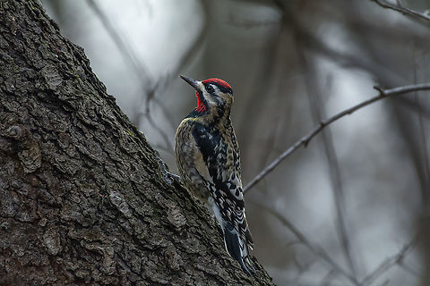 Yellow-belled Sapsucker  Fall,Geotagged,Sphyrapicus varius,United States,Yellow-bellied sapsucker