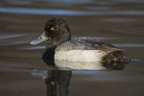 Lesser Scaup  Aythya affinis,Geotagged,Lesser scaup,United States,Winter