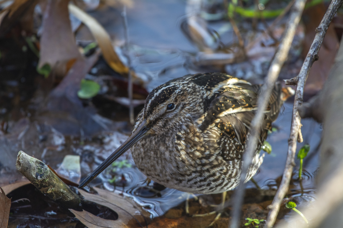 Wilson's Snipe  Gallinago delicata,Geotagged,United States,Wilson's snipe,Winter
