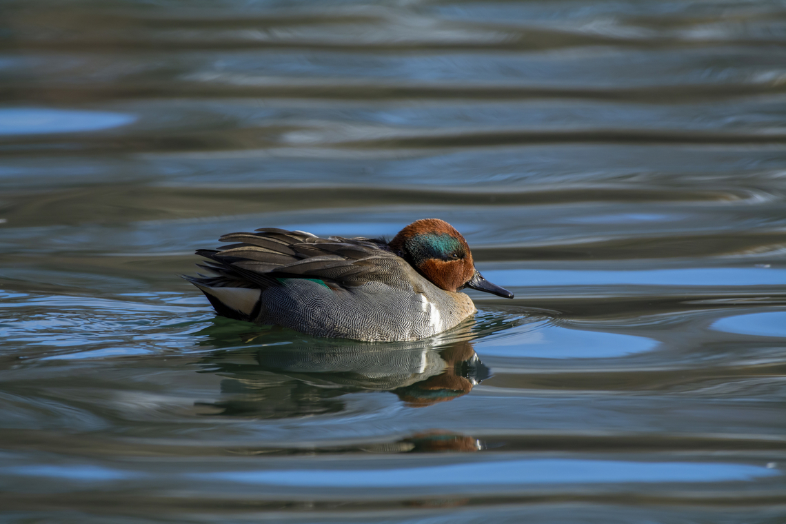 Green-winged Teal  Anas carolinensis,Geotagged,Green-winged teal,United States,Winter