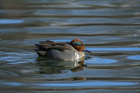 Green-winged Teal  Anas carolinensis,Geotagged,Green-winged teal,United States,Winter