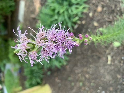 Liatris Spicata  Geotagged,Liatris Spicata,Liatris spicata,Summer,United States