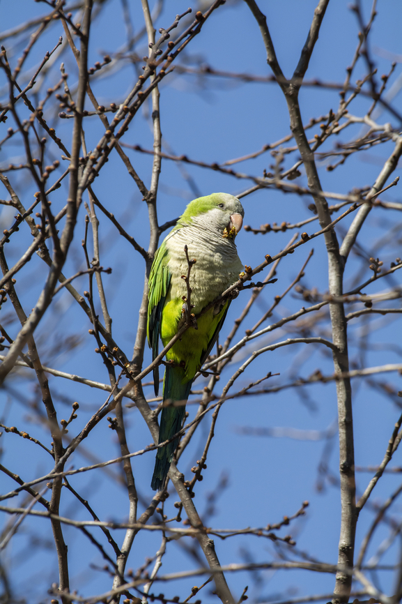 Monk Parakeet Feral populations of these parakeets are thriving in and around New York City Geotagged,Monk Parakeet,Myiopsitta monachus,United States,Winter