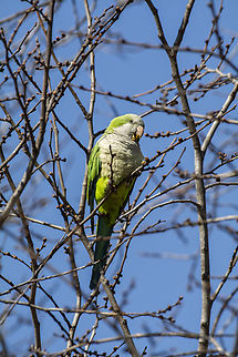 Monk Parakeet Feral populations of these parakeets are thriving in and around New York City Geotagged,Monk Parakeet,Myiopsitta monachus,United States,Winter