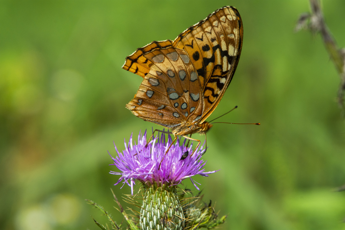 Great Spangled Fritillary  Geotagged,Great Spangled Fritillary,Speyeria cybele,Summer,United States