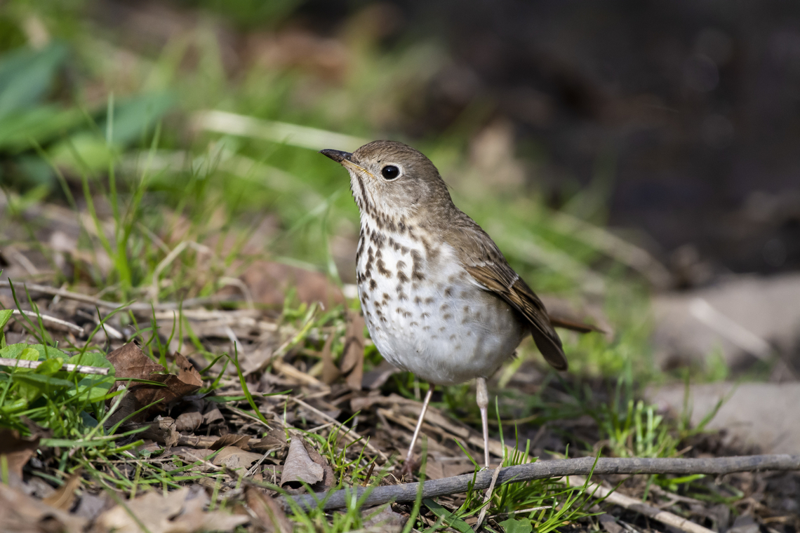 Hermit Thrush  Catharus guttatus,Geotagged,Hermit Thrush,Spring,United States