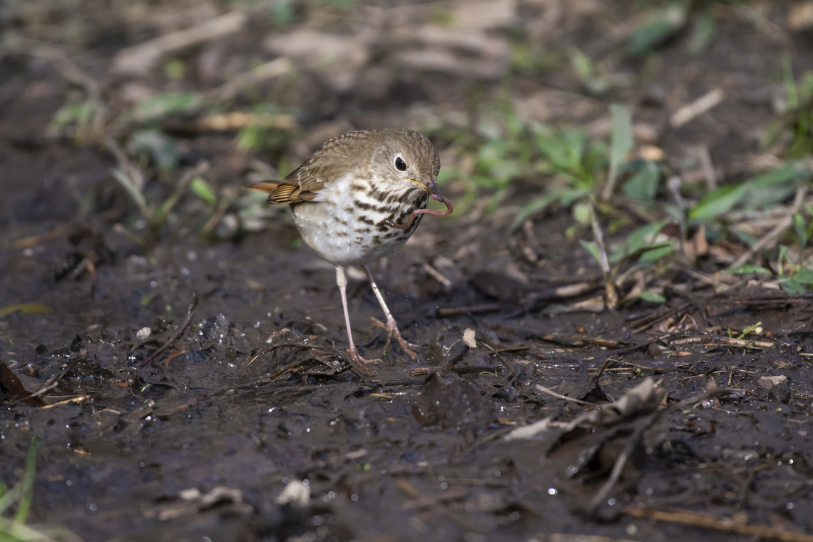 hermit thrush with worm  Catharus guttatus,Geotagged,Hermit Thrush,Spring,United States