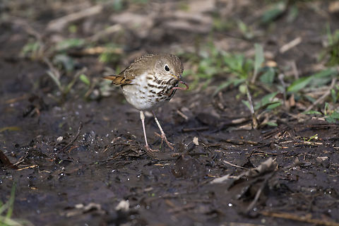 hermit thrush with worm  Catharus guttatus,Geotagged,Hermit Thrush,Spring,United States
