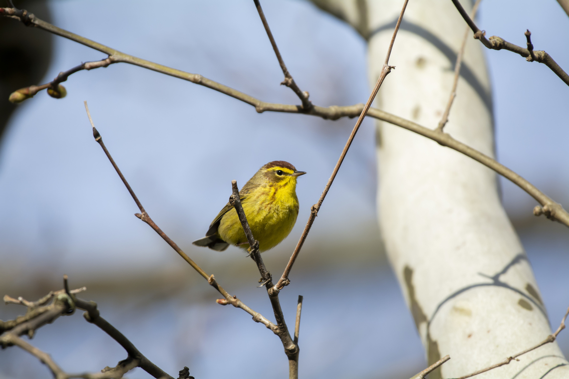 Palm Warbler  Geotagged,Palm Warbler,Setophaga palmarum,Spring,United States