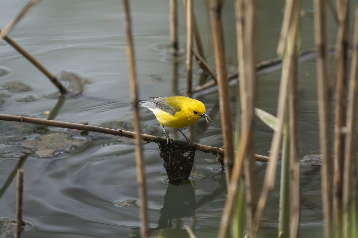 Prothonotary Warbler  Geotagged,Prothonotary Warbler,Protonotaria citrea,Spring,United States