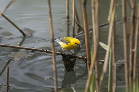 Prothonotary Warbler  Geotagged,Prothonotary Warbler,Protonotaria citrea,Spring,United States