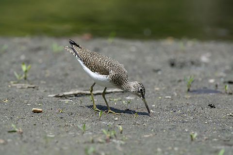 Solitary Sandpiper Geotagged,Solitary sandpiper,Spring,Tringa solitaria,United States