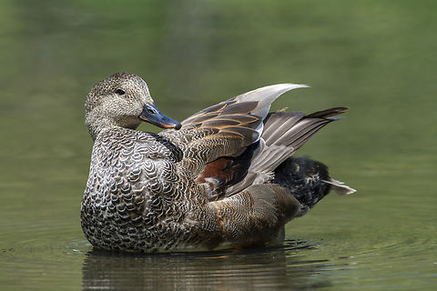 Gadwall  Anas strepera,Gadwall,Geotagged,Mareca strepera,Spring,United States
