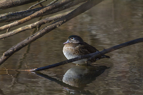 Wood duck  Aix sponsa,Geotagged,United States,Winter,Wood duck