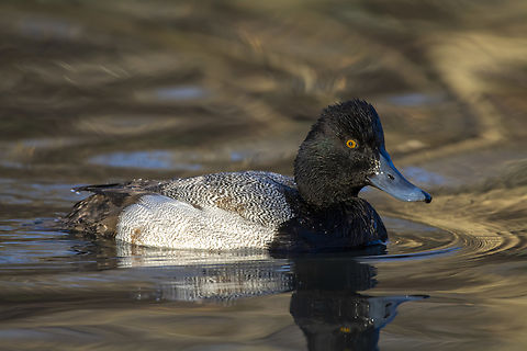 Lesser Scaup  Aythya affinis,Geotagged,Lesser scaup,United States,Winter