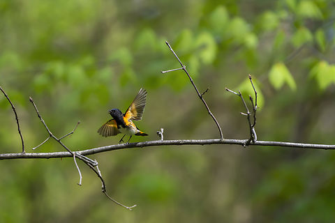 American Redstart  American redstart,Geotagged,Setophaga ruticilla,Spring,United States