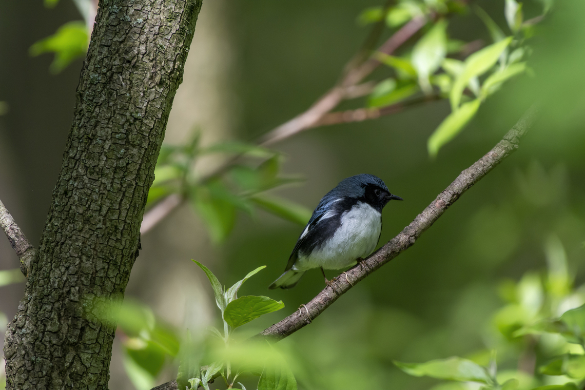 Black-Throated Blue Warbler  Black-throated blue warbler,Geotagged,Setophaga caerulescens,Spring,United States