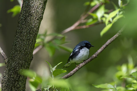 Black-Throated Blue Warbler  Black-throated blue warbler,Geotagged,Setophaga caerulescens,Spring,United States