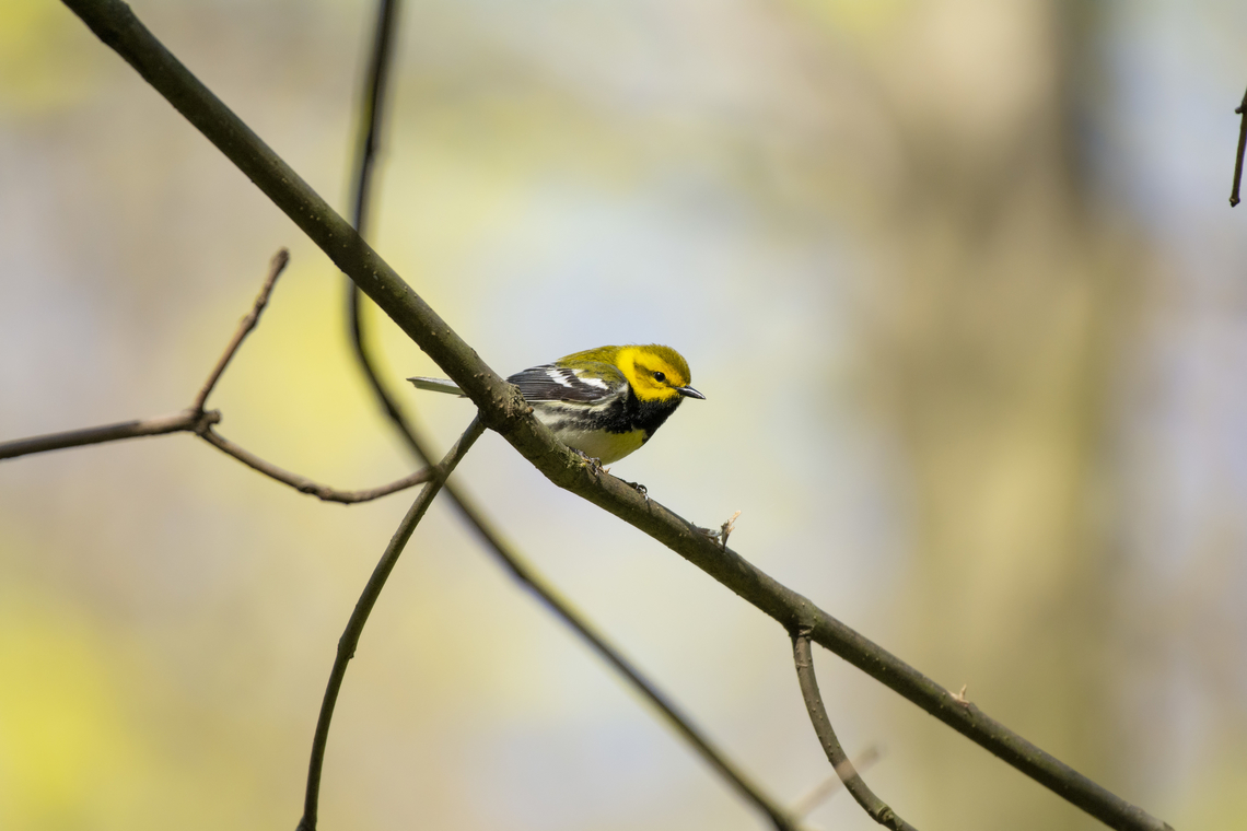 Black-Throated Green Warbler  Black-throated Green Warbler,Geotagged,Setophaga virens,Spring,United States
