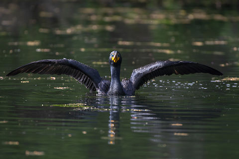 double-crested cormorant  Double-crested cormorant,Geotagged,Phalacrocorax auritus,Spring,United States