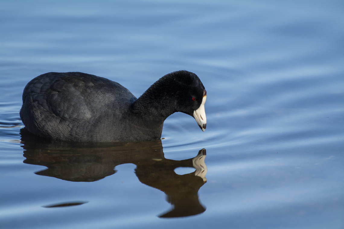 American coot  American coot,Fulica americana,Geotagged,United States,Winter