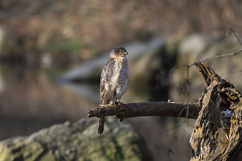 Cooper's Hawk  Accipiter cooperii,Coopers hawk,Geotagged,United States,Winter