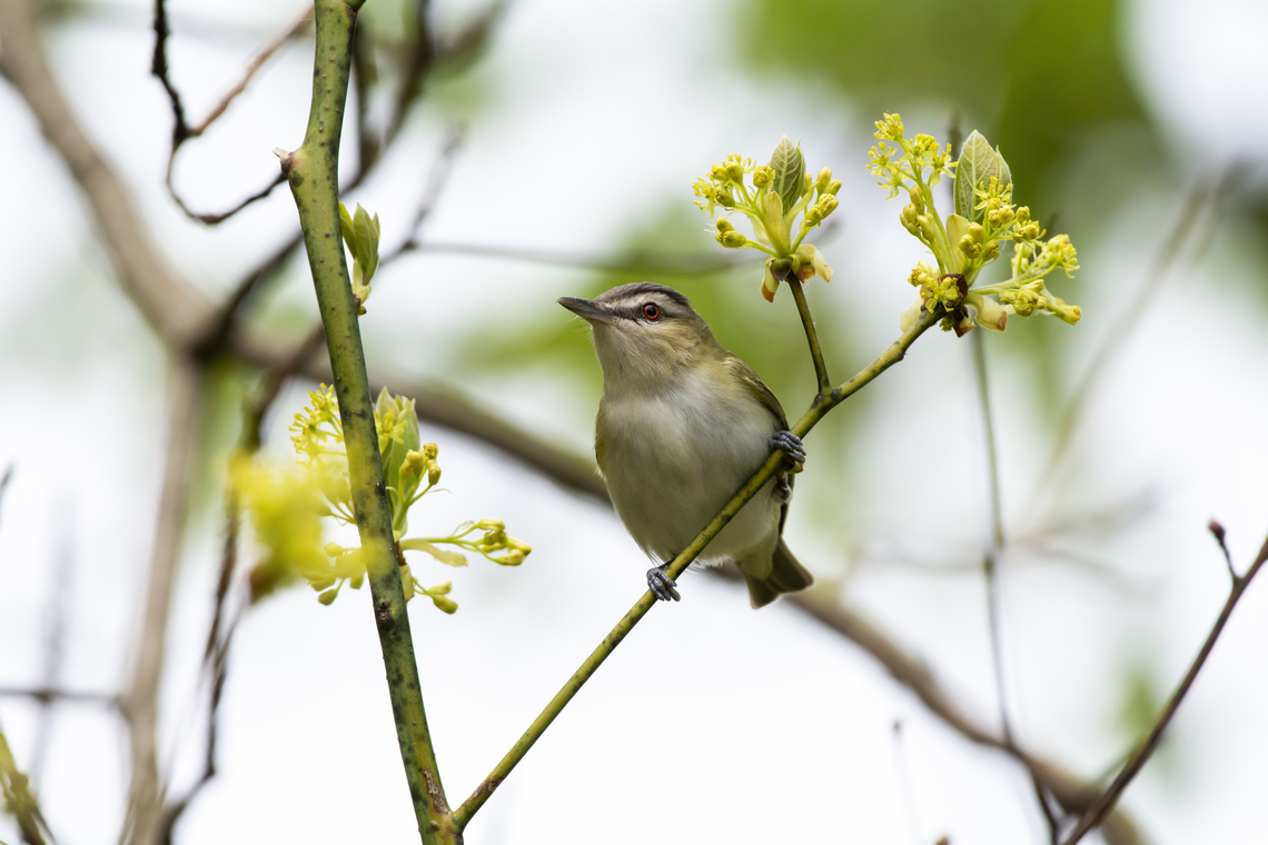 Red-eyed Vireo  Geotagged,Red-eyed vireo,Spring,United States,Vireo olivaceus