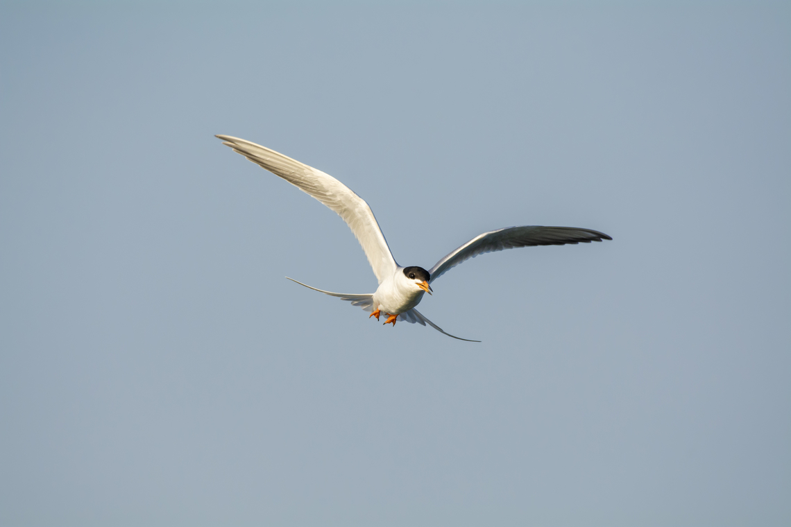 Forster's tern  Forsters tern,Geotagged,Spring,Sterna forsteri,United States