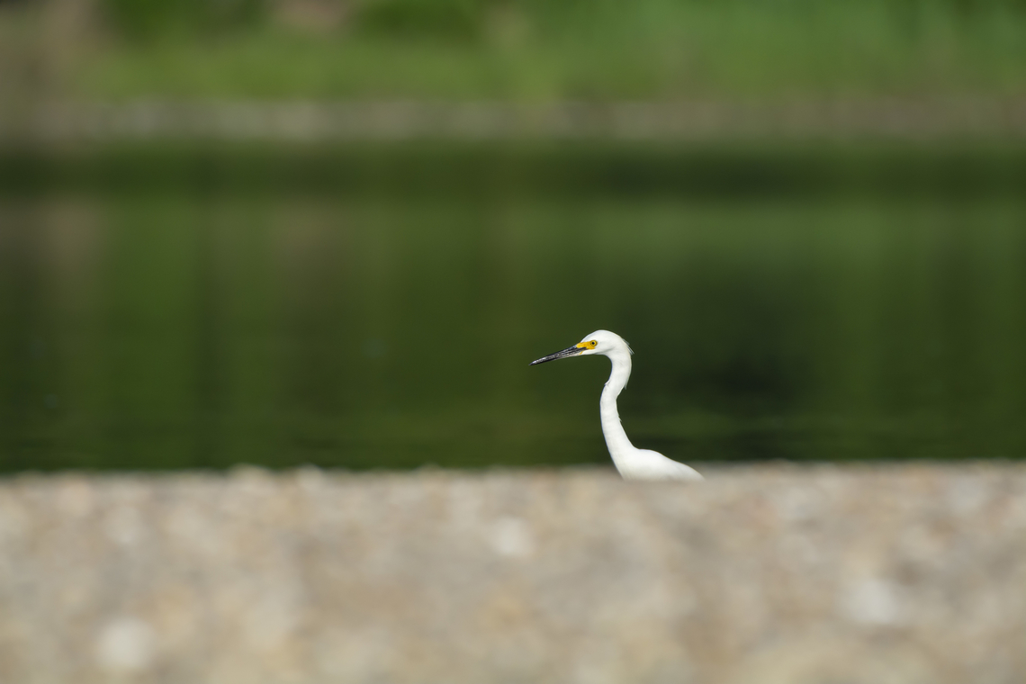 snowy egret  Egretta thula,Geotagged,Snowy Egret,Spring,United States