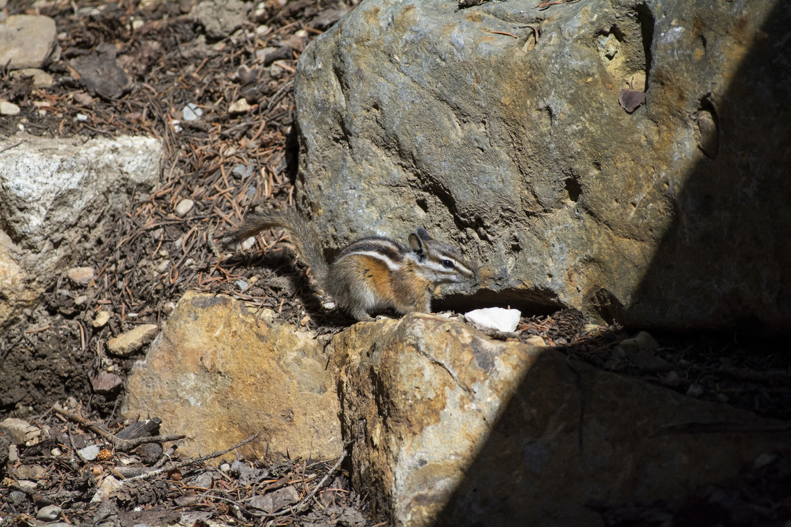 Uinta Chipmunk  Geotagged,Neotamias umbrinus,Summer,Uinta chipmunk,United States
