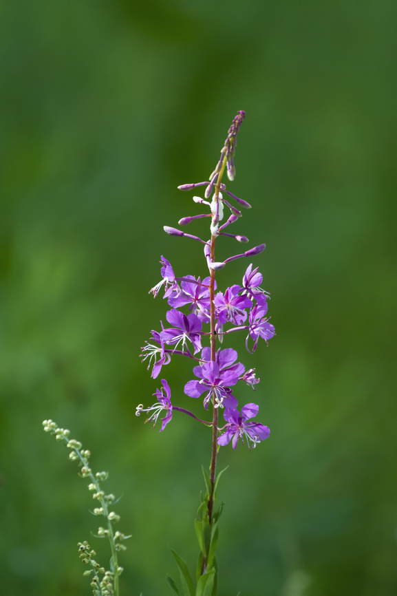 Fireweed  Chamerion angustifolium,Fireweed,Geotagged,Summer,United States