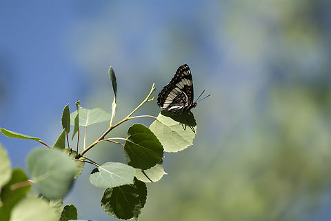 Weidemeyer's admiral  Geotagged,Limenitis weidemeyerii,Summer,United States