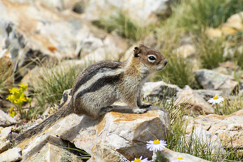 Golden-Mantled Ground Squirrel  Callospermophilus lateralis,Geotagged,Golden-mantled ground squirrel,Summer,United States