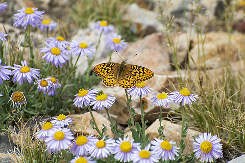 Atlantis Frillitary I believe this species ID is correct but I am not I could be wrong. If you have any suggestions feel free to comment.  Atlantis fritillary,Geotagged,Speyeria atlantis,Summer,United States