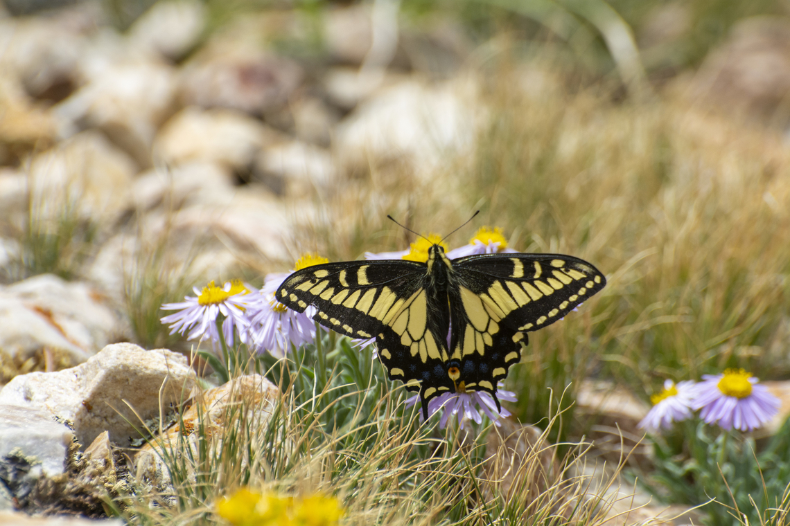 Anise Swallowtail  Anise Swallowtail,Geotagged,Papilio zelicaon,Summer,United States