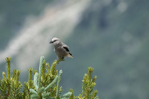 Clark's Nutcracker  Clark's nutcracker,Geotagged,Nucifraga columbiana,Summer,United States
