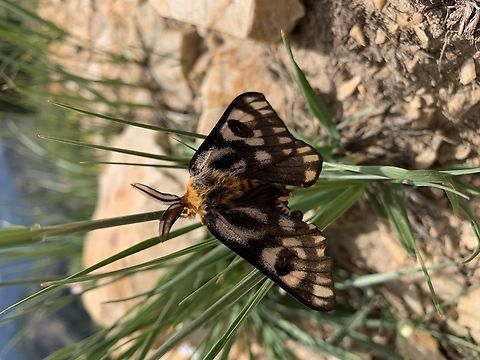 Nuttall's Sheep Moth  Geotagged,Hemileuca nuttalli,National Moth Week 2022,Nuttalls sheep moth,Summer,United States,moth week 2022