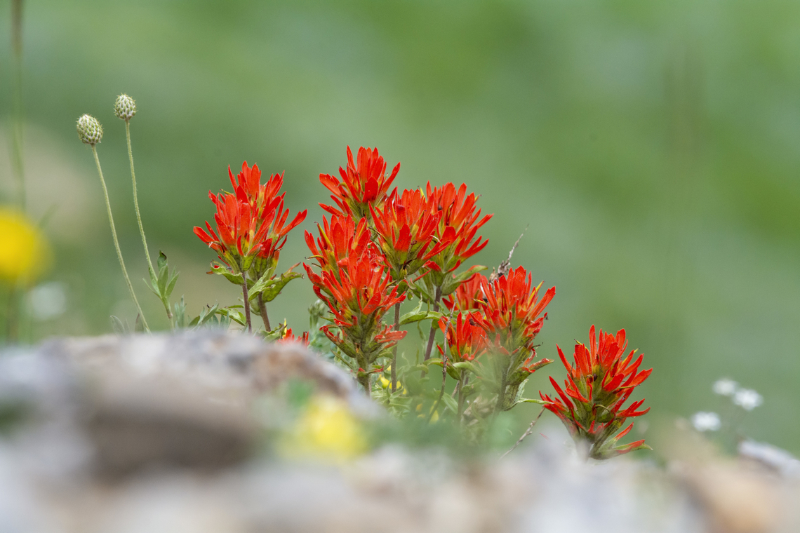 Castilleja linariaefolia  Castilleja linariifolia,Geotagged,Summer,United States