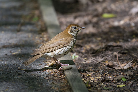 Wood Thrush  Geotagged,Hylocichla mustelina,Spring,United States,Wood thrush