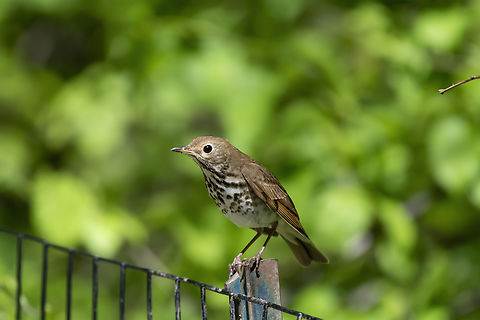 Hermit Thrush  Catharus guttatus,Geotagged,Hermit Thrush,Spring,United States