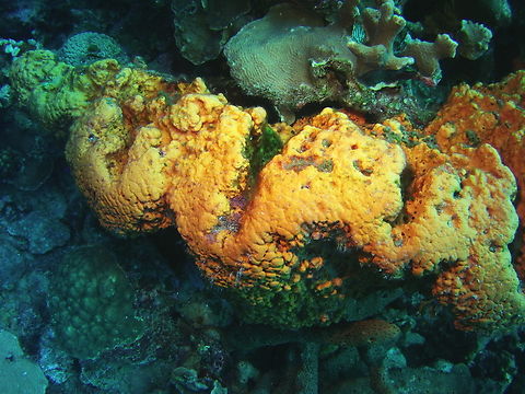 Agelas citrina  Agelas citrina,Caribbean Netherlands,Geotagged,Winter