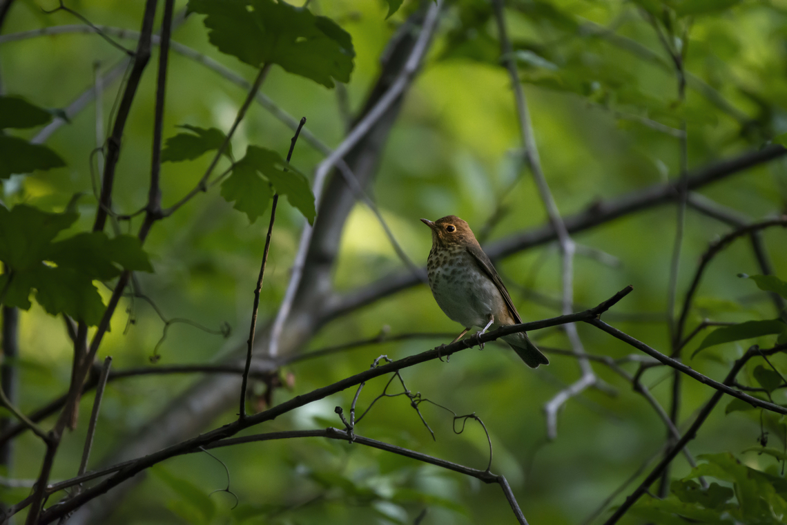 Swainson's Thrush  Catharus ustulatus,Geotagged,Summer,Swainsons thrush,United States