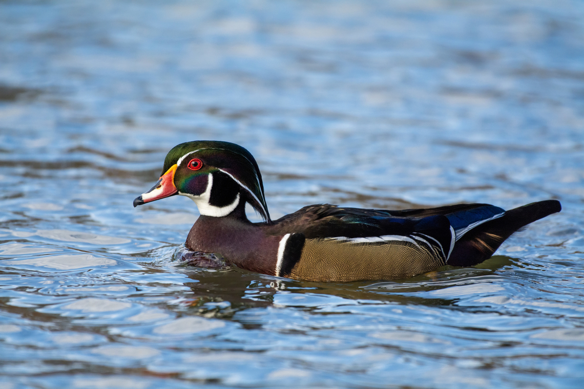 Wood duck  Aix sponsa,Fall,Geotagged,United States,Wood duck