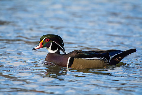 Wood duck  Aix sponsa,Fall,Geotagged,United States,Wood duck