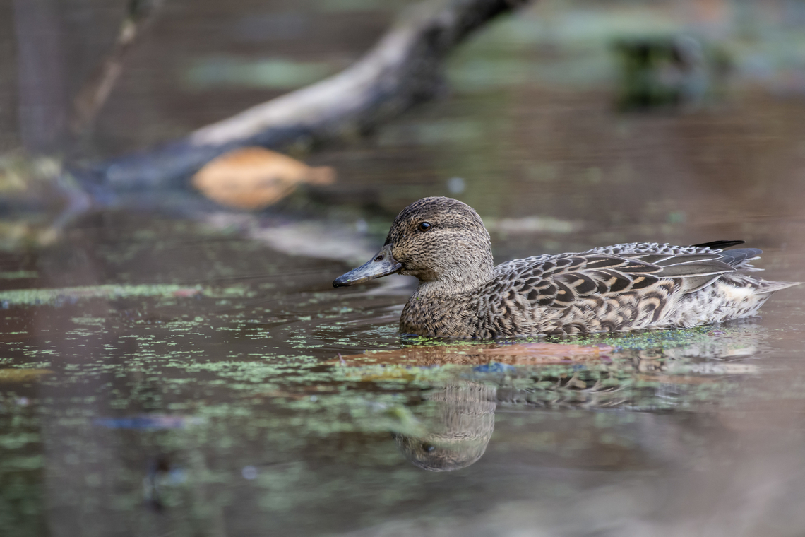 Green-winged teal  Anas carolinensis,Fall,Geotagged,Green-winged teal,United States