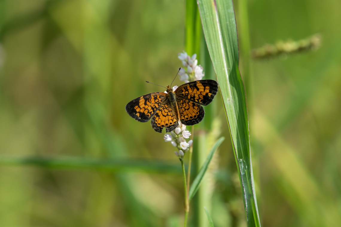 Pearl Crescent  Geotagged,Pearl Crescent,Phyciodes tharos,Summer,United States