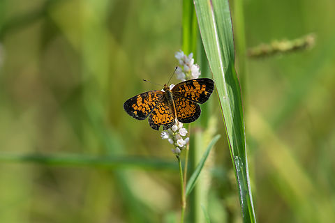 Pearl Crescent  Geotagged,Pearl Crescent,Phyciodes tharos,Summer,United States